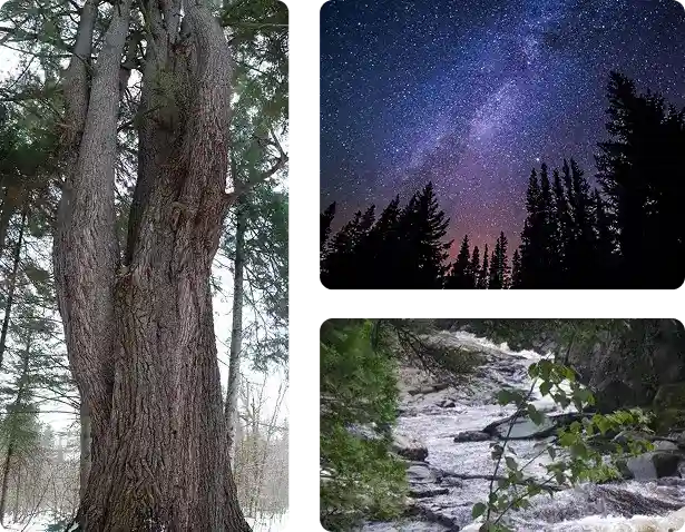 Le grand pin blanc, le ciel étoilée et la rivière du Domaine OM SHAMWE