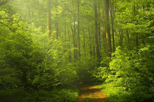 Les sentiers en forêt au Domaine OM SHAMWE